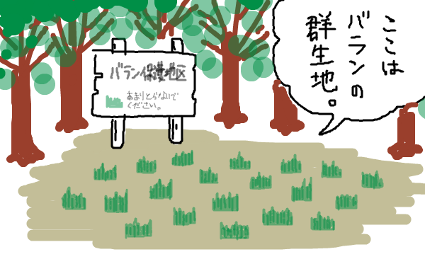 【バラン】。ここはバランの群生地。
                辺り一面見渡すと、沢山のバランが生えている。
                「バラン保護地区。あまりとらないでください」との看板も見える